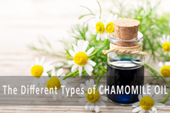 chamomile oil supplier-bovlin.jpg